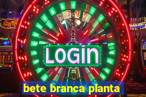 bete branca planta