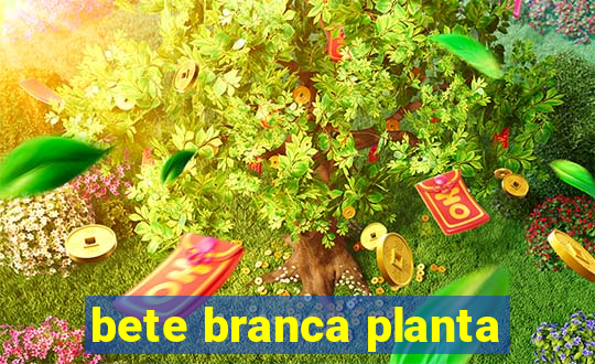 bete branca planta