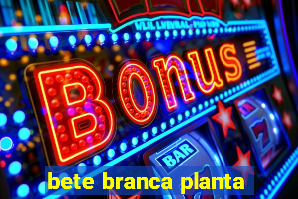 bete branca planta