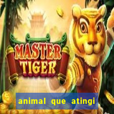 animal que atingi 230 decibeis