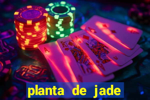 planta de jade significado espiritual