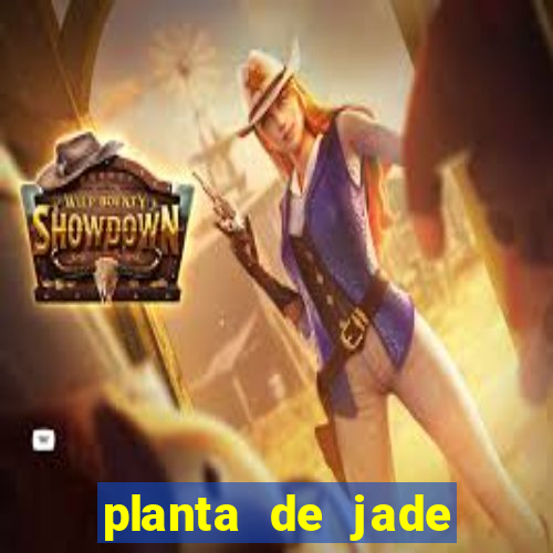 planta de jade significado espiritual