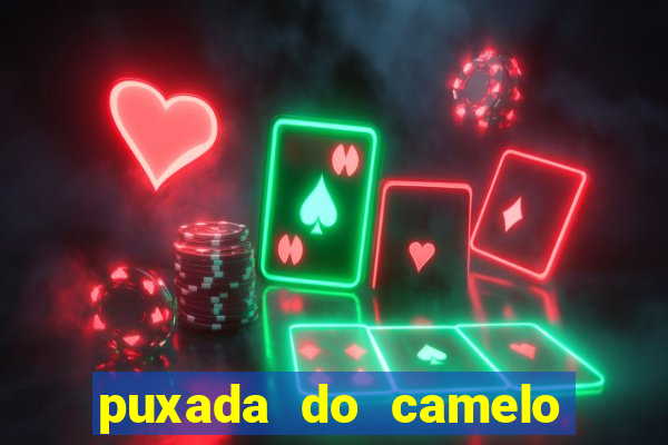 puxada do camelo jogo do bicho