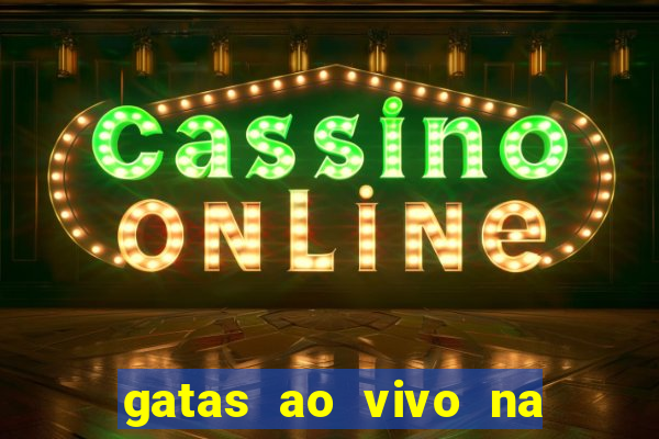 gatas ao vivo na web cam